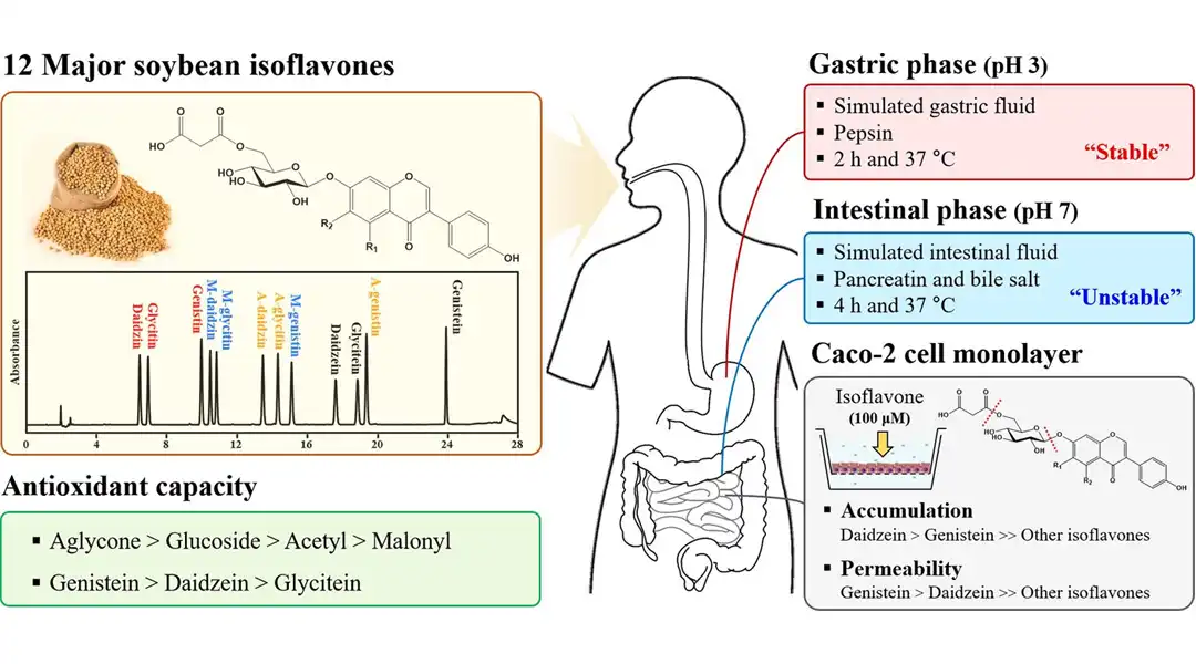 production process of daidzein production process of daidzein