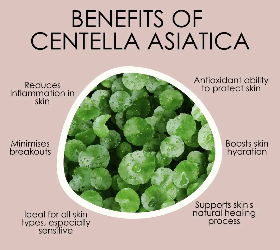 Effects of Pure Centella Asiatica Extract on Skin Effects of Pure Centella Asiatica Extract on Skin