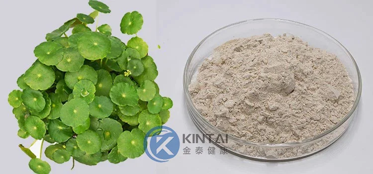 Centella Asiatica Extract Centella Asiatica Extract