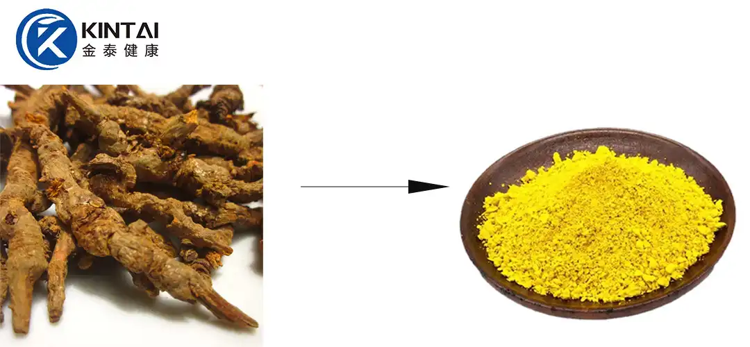 Sources of kintai berberine hcl