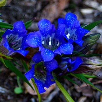 gentiana scabra gentiana scabra