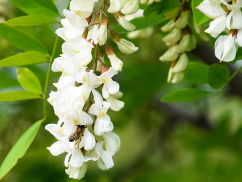 Sophora japonica Sophora japonica