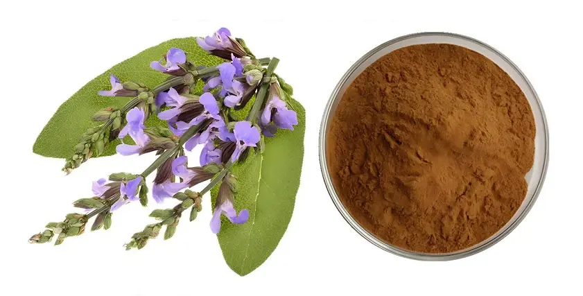 Coleus Forskohlii extract powder