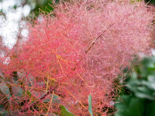 smoke tree smoke tree