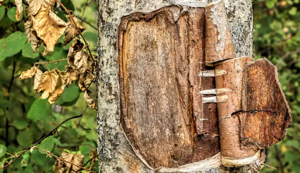 Betula Alba Betula Alba