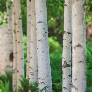 Betula Alba Extract