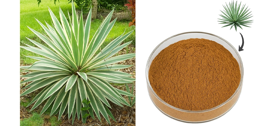 Yucca Saponins powder