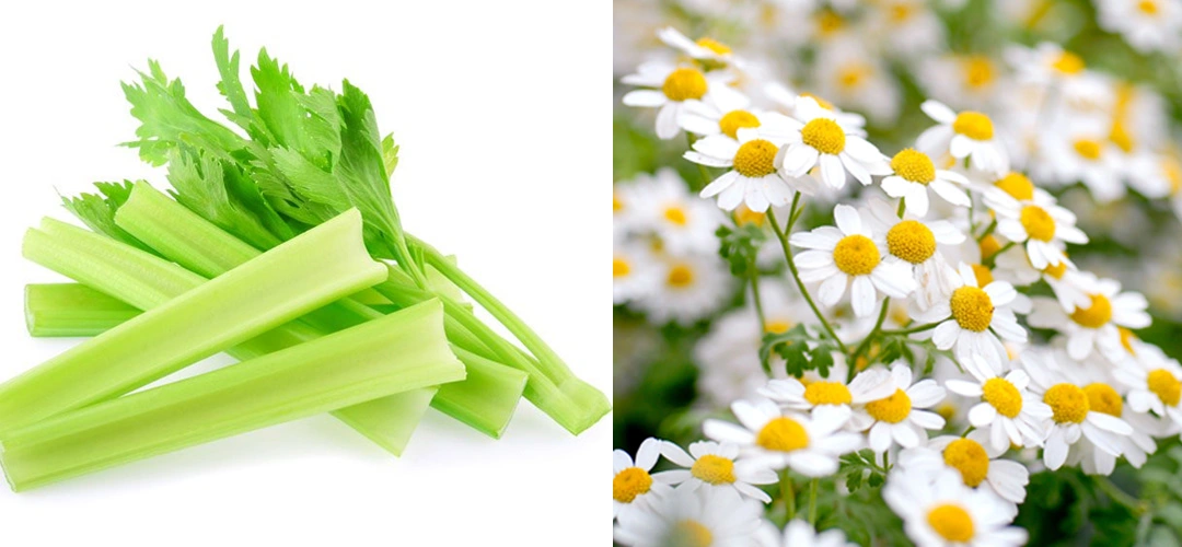 Kintai Apigenin Powder Advantages   Kintai Apigenin Powder Advantages