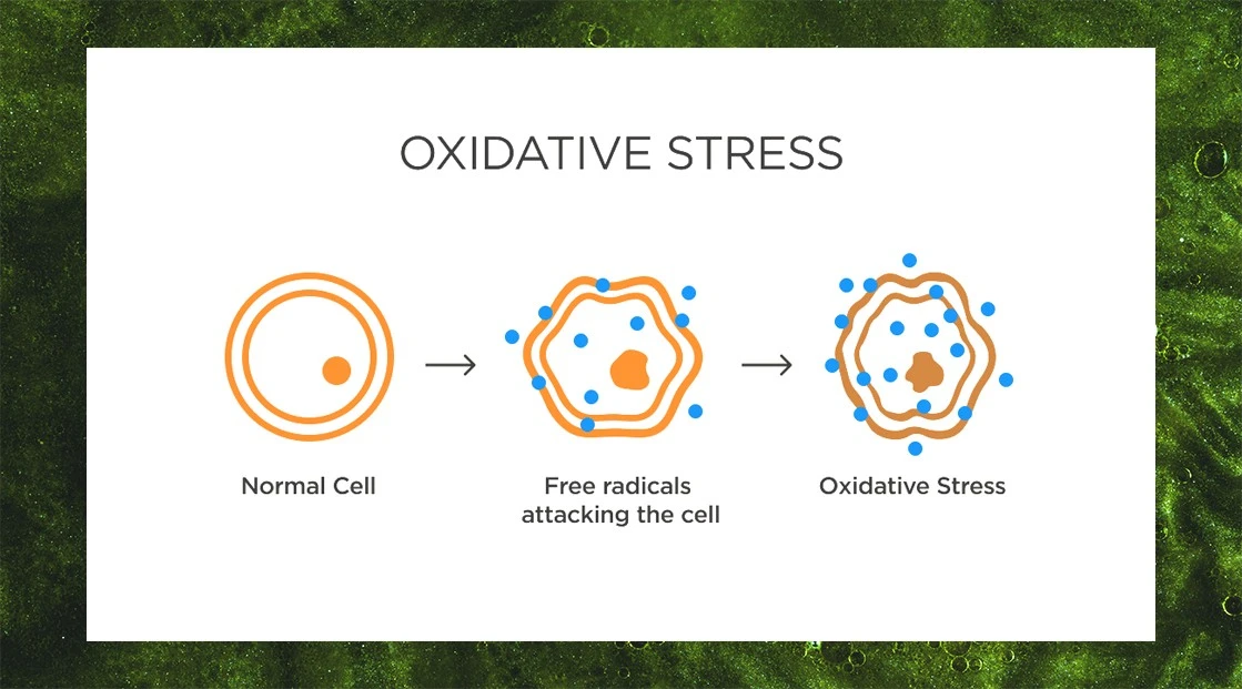 Ferulic Acid Powder Benefits   Ferulic Acid Powder Benefits