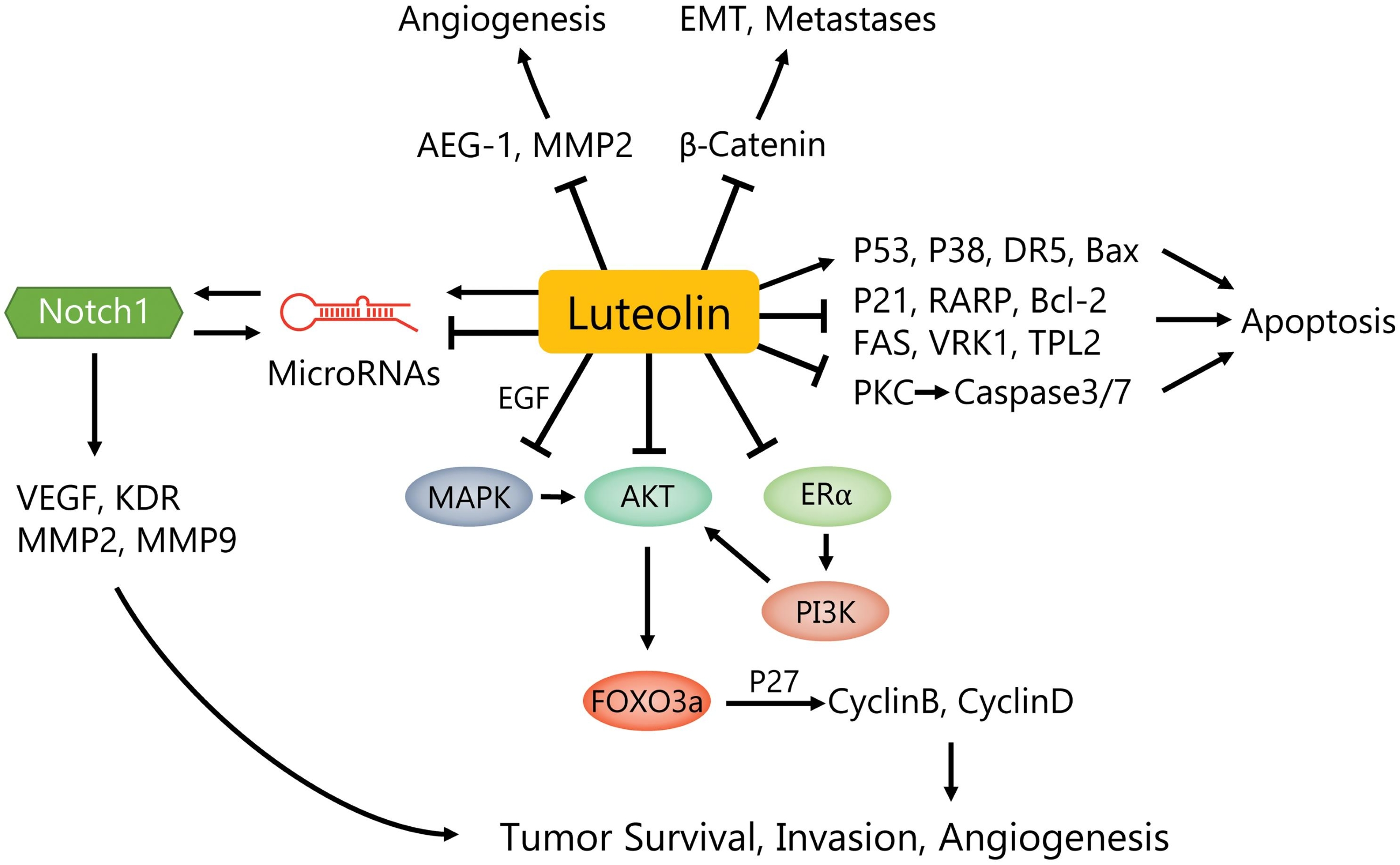 product-1-1 product-1-1
