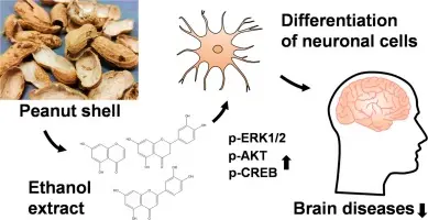 Uses of Peanut Shell Extract Luteolin