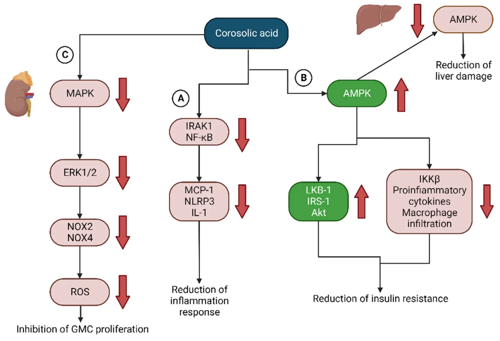 Functions of Banana Leaf Extract Functions of Banana Leaf Extract