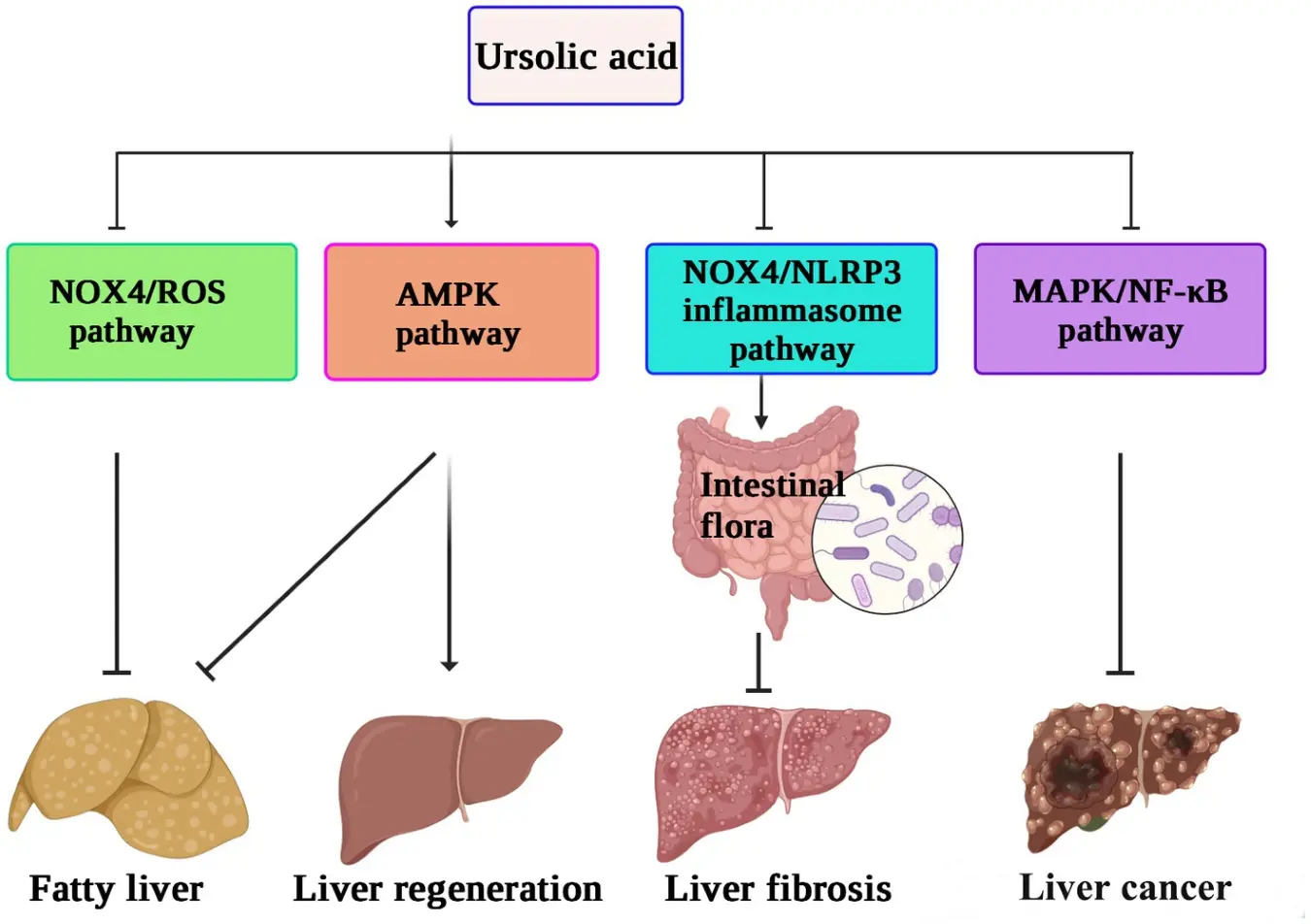 Liver Protection Liver Protection