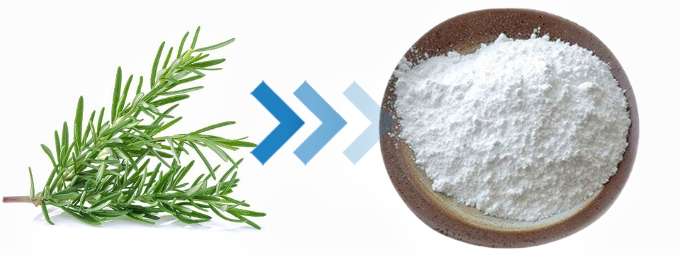 Rosemary extract powder