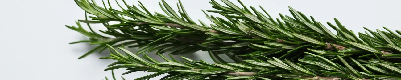 Rosemary Extract Uses Rosemary Extract Uses
