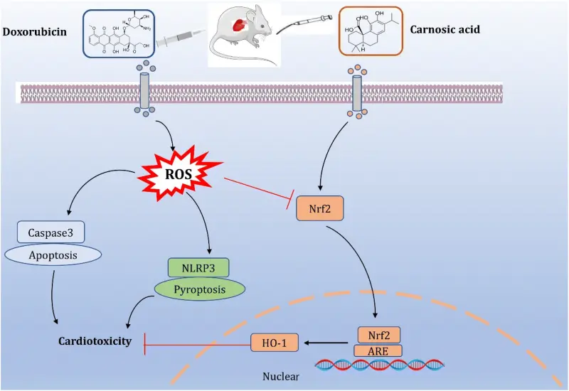 product-1-1 product-1-1