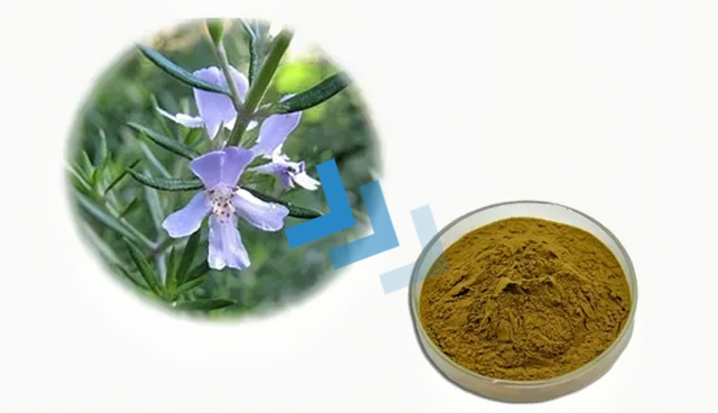 Carnosic Acid Powder