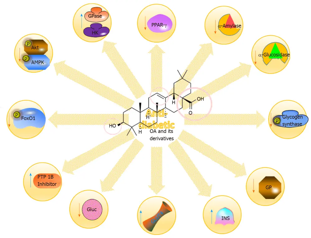 Oleanolic Acid Benefits