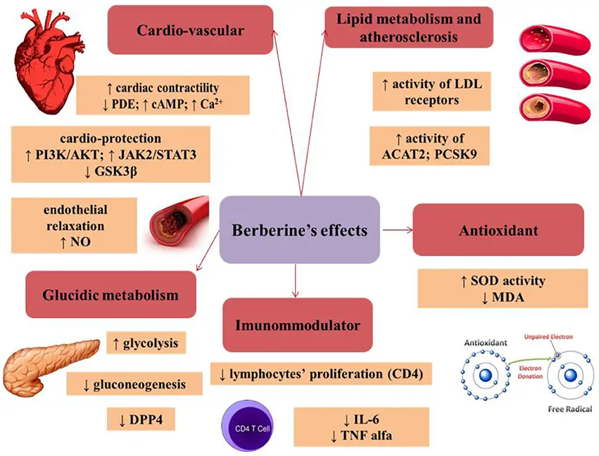 Berberine hydrochloride Berberine hydrochloride