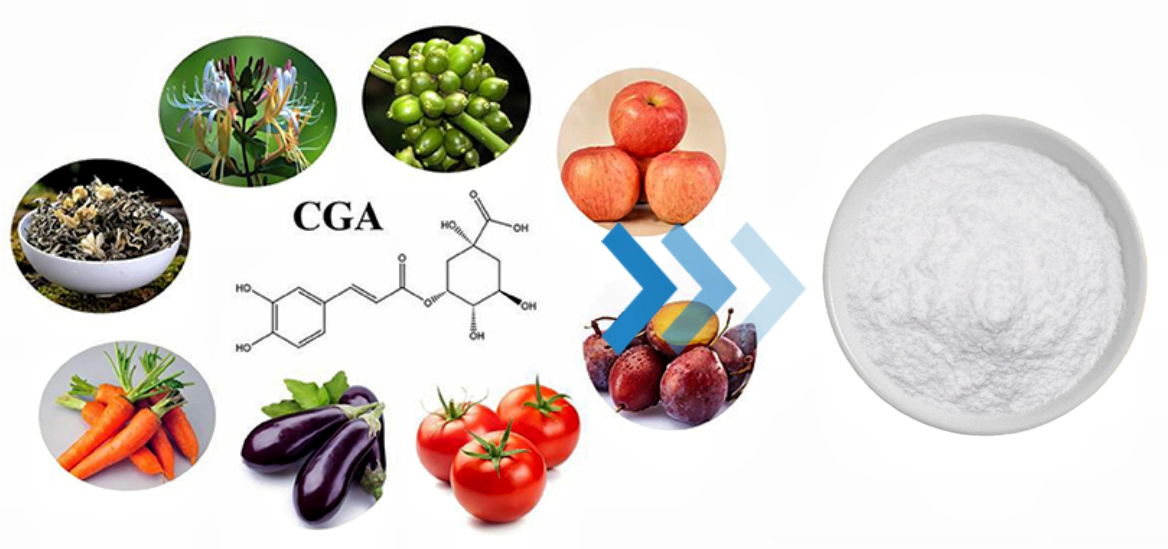 Chlorogenic Acid Chlorogenic Acid