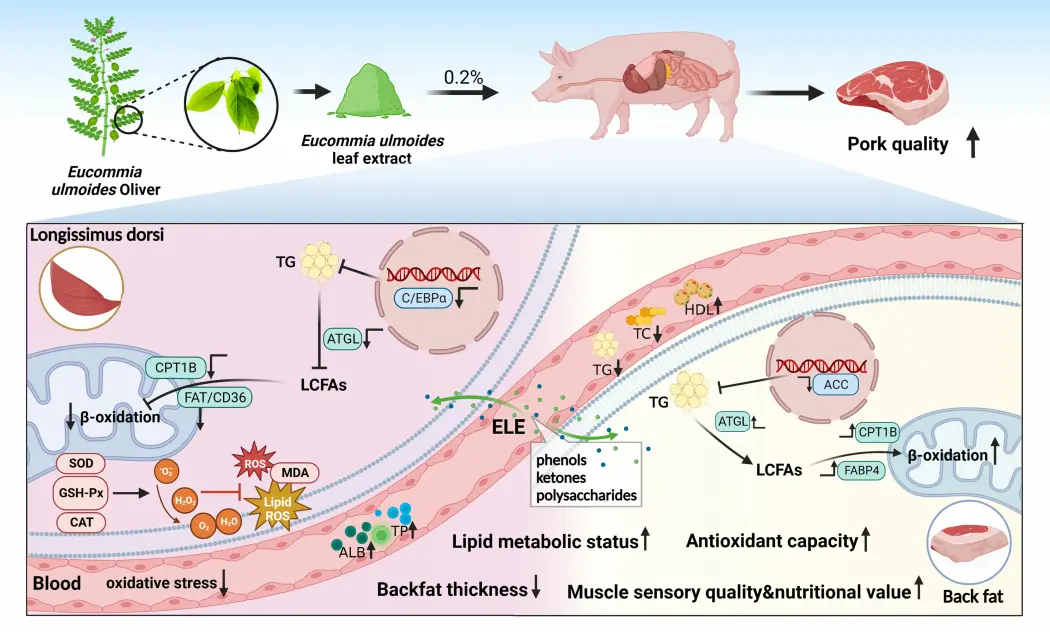 Eucommia ulmoides leaf extract in livestock and poultry