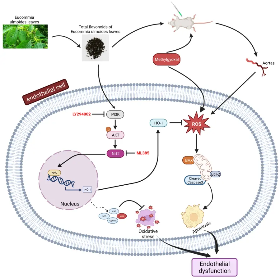Eucommia Leaf Extract benefits Eucommia Leaf Extract benefits
