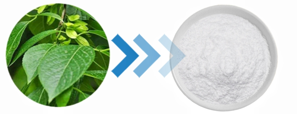 Eucommia Leaf Extract