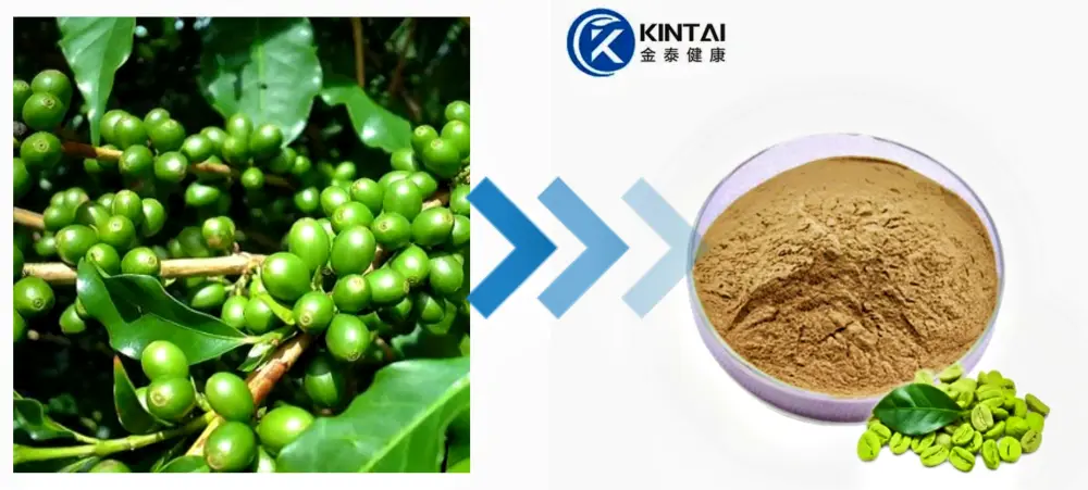 Green Coffee Bean Extract Manufacturer and Supplier