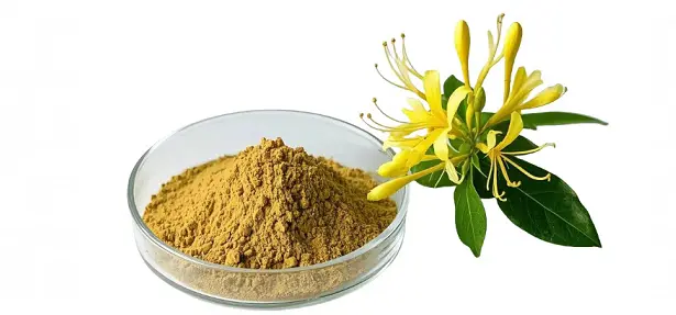 Lonicera japonica extract powder Lonicera japonica extract powder