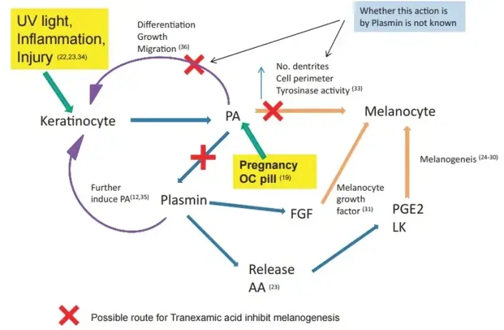 Tranexamic Acid Benefits