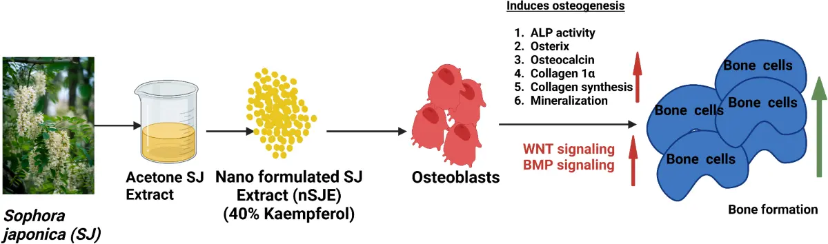 Sophora Japonica Extract Uses