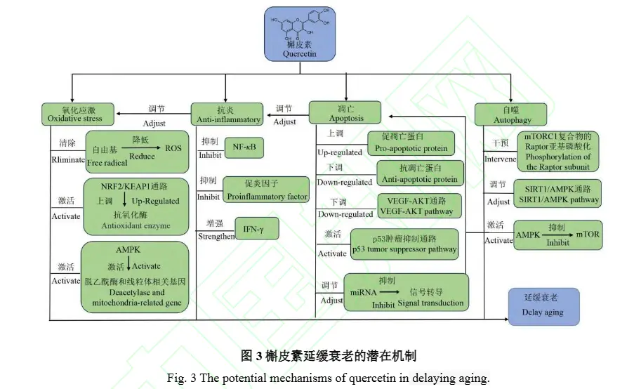 Quercetin in delaying aging