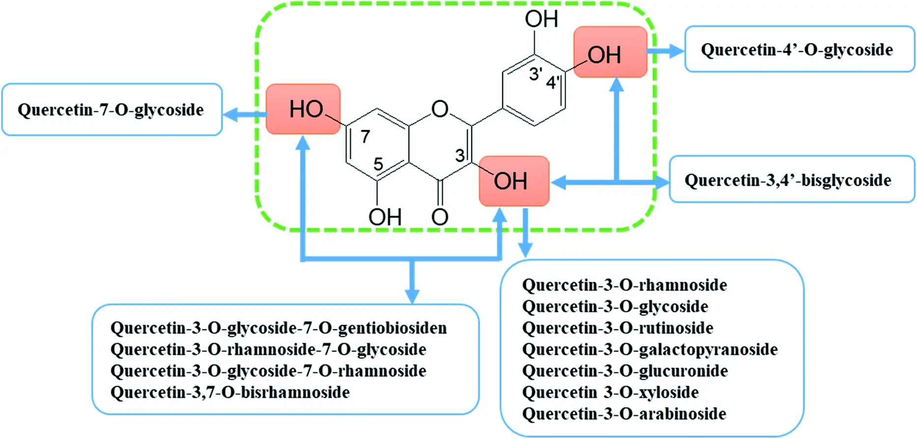 Sophora Japonica Extract Quercetin Sophora Japonica Extract Quercetin