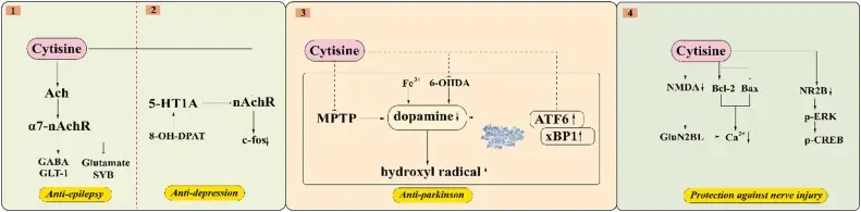Cytisine Powder Functions