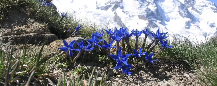 PLANT SOURCE PLANT SOURCE