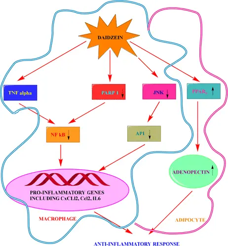 Anti-inflammatory Activity Anti-inflammatory Activity