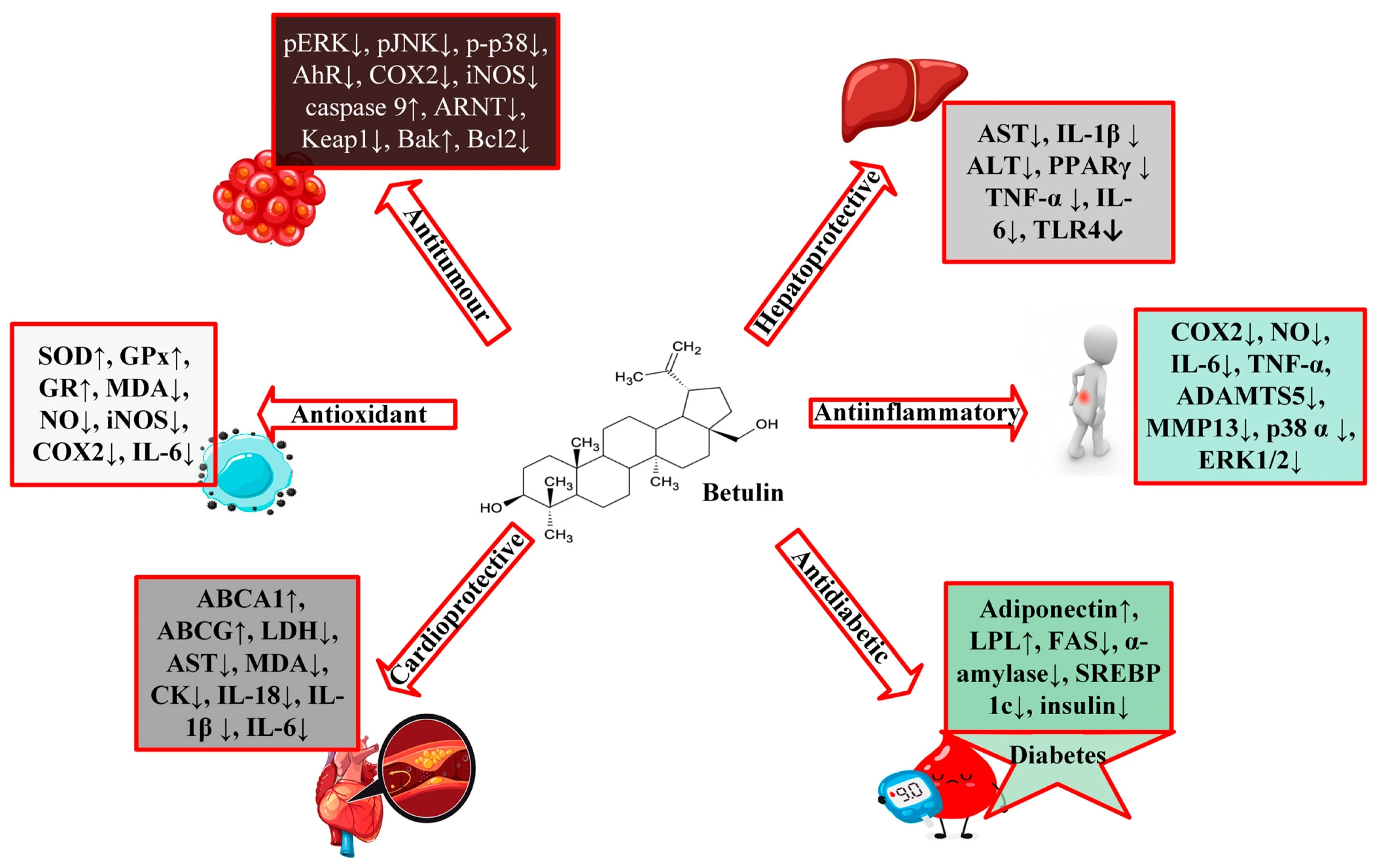 Pharmacological Potential of Betulin