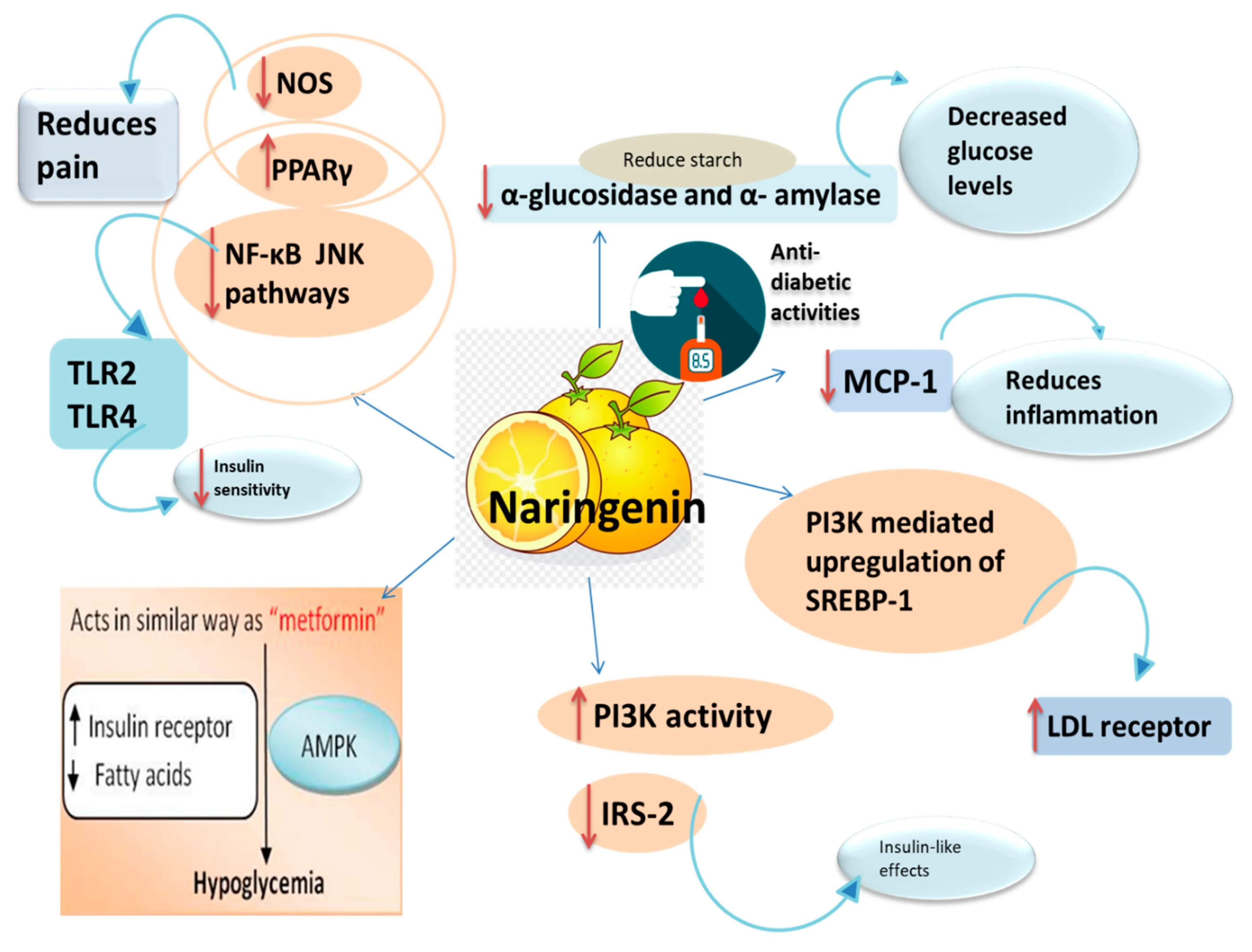 Efforts of Naringin on hyperlipidemia