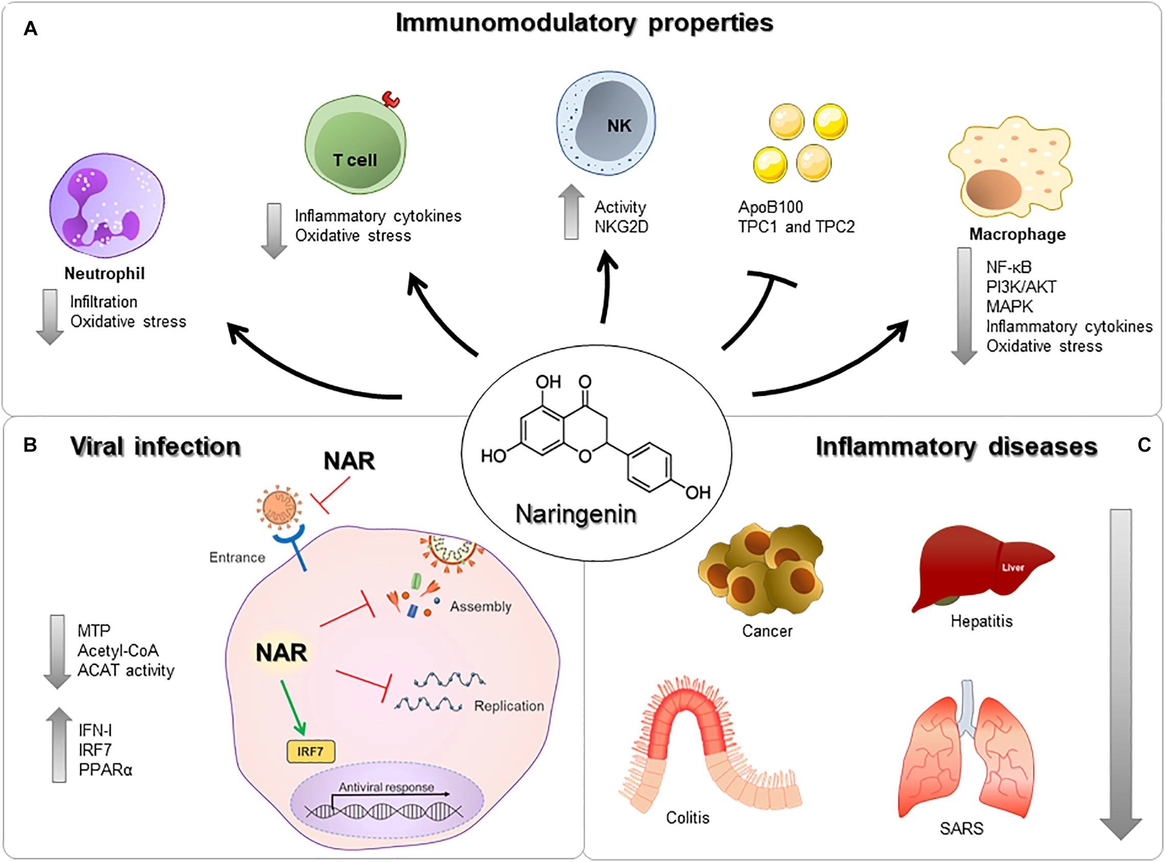 Anti-inflammatory Properties