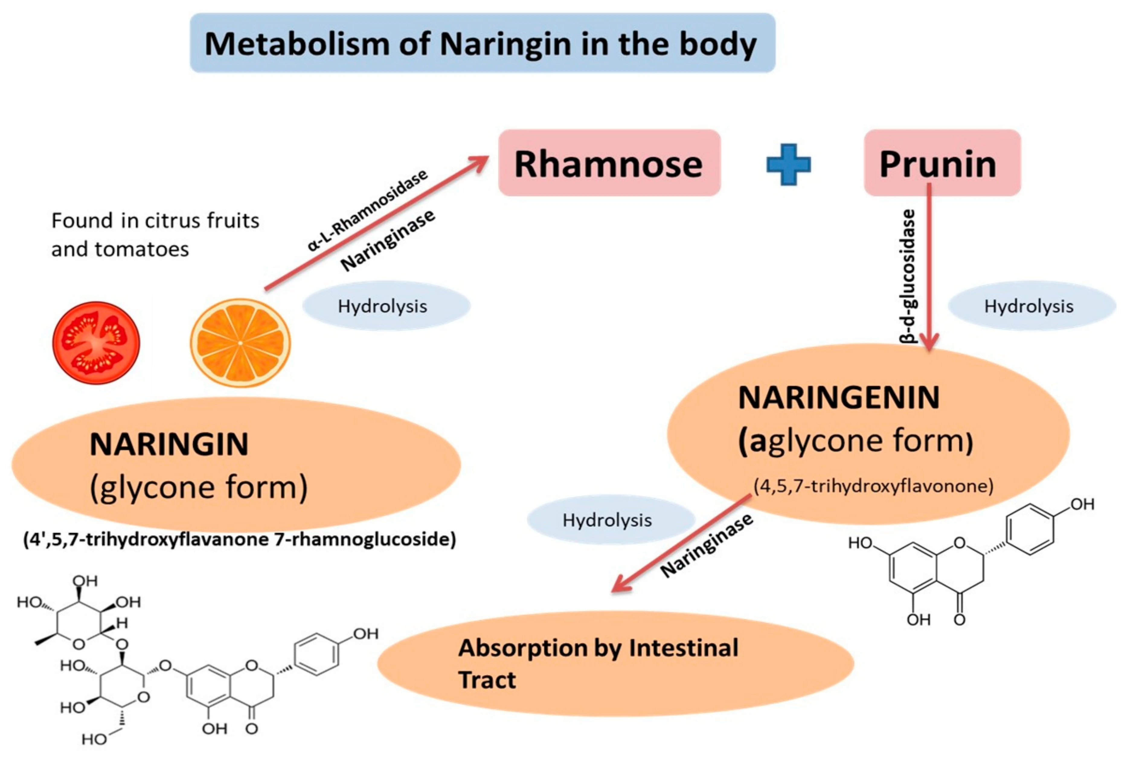 functions of naringin