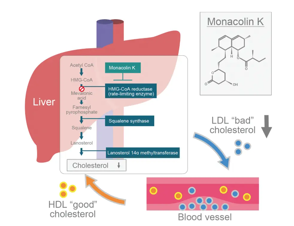 Red Yeast Rice Extract Benefits for Cholesterol