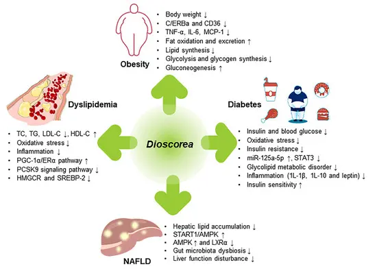 What does Wild Yam Extract do？