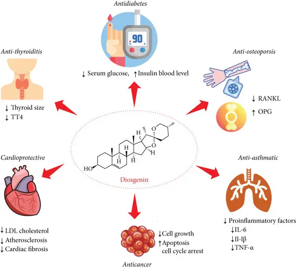 benefits of Yam Extract for Men