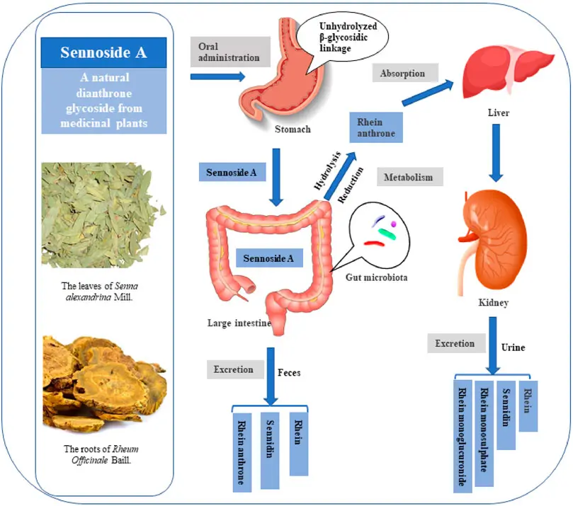 Bisacodyl or Sennosides: The Mechanism of Action