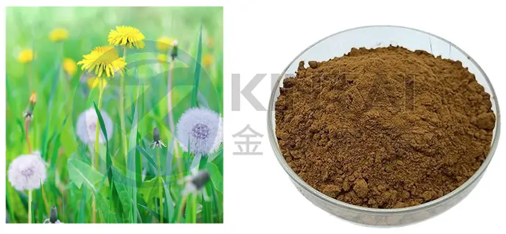 Dandelion Extract Dandelion Extract