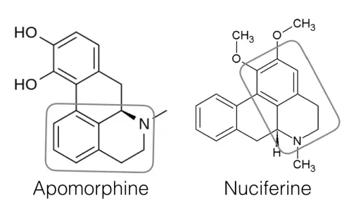Apomorphine and Nuciferine