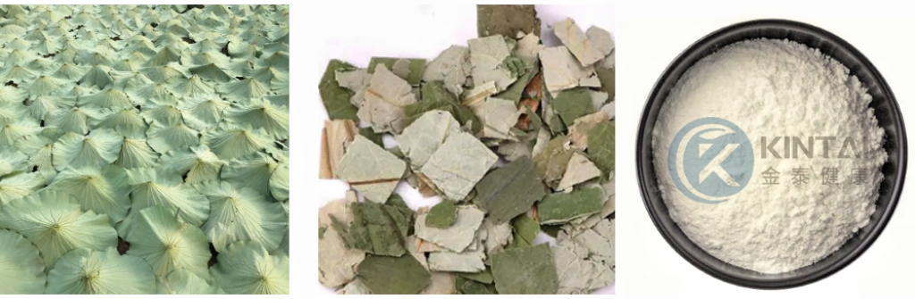 Healthkintai® Lotus Leaf Extract Plant Source Healthkintai® Lotus Leaf Extract Plant Source