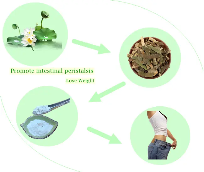Lotus Leaf Extract for weight loss Lotus Leaf Extract for weight loss