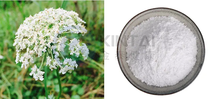Cnidium Monnieri Extract Plant Source