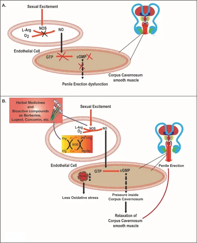 Cnidium Monnieri for testosterone